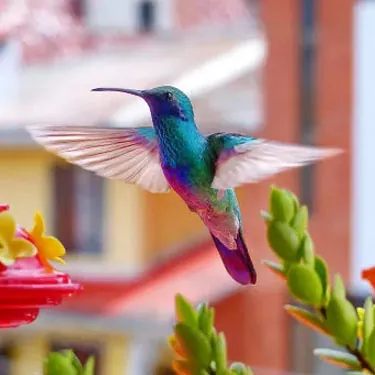 What benefits do hummingbirds bring to humans?