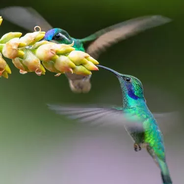 How does the hummingbird adapt to its ecological role?